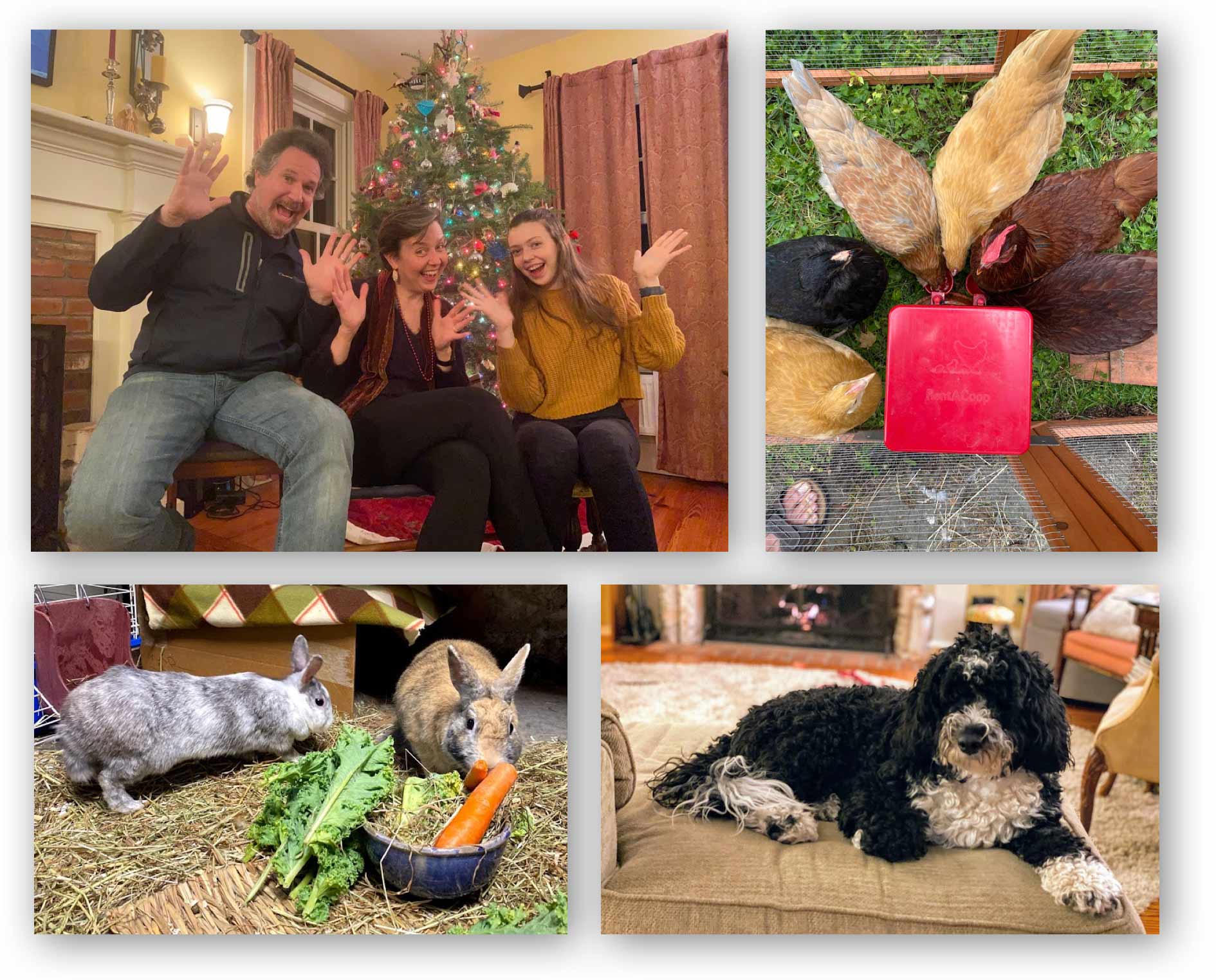 I live with 11 female creatures